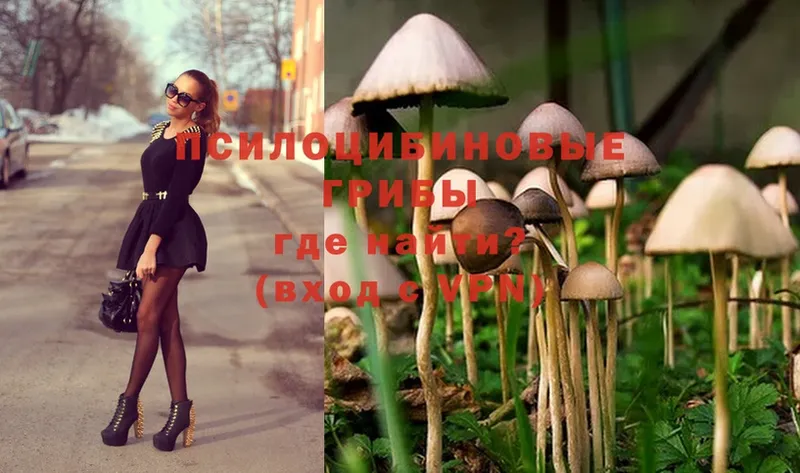 купить  сайты  Лебедянь  Псилоцибиновые грибы Magic Shrooms 